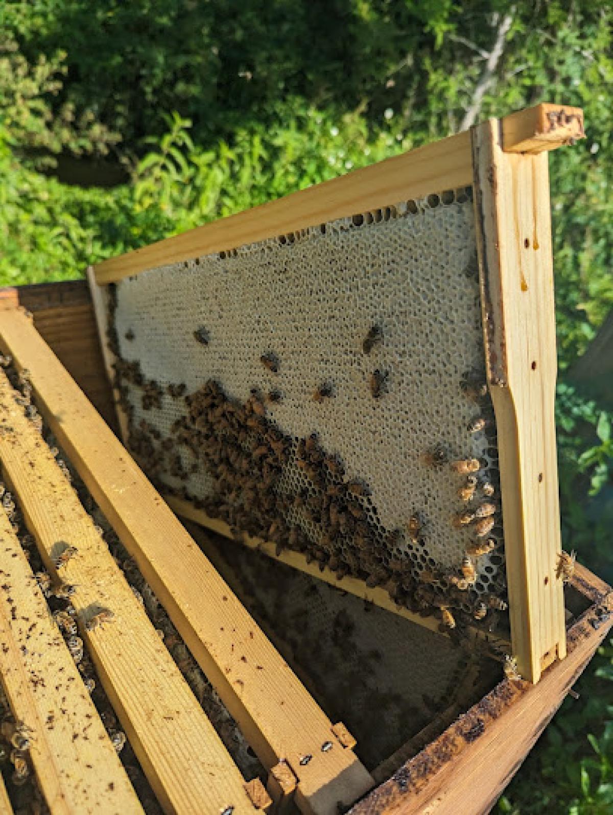 B & S Apiary and Regenerative Farm (Local Raw Honey for sale!)