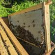 B & S Apiary and Regenerative Farm (Local Raw Honey for sale!)