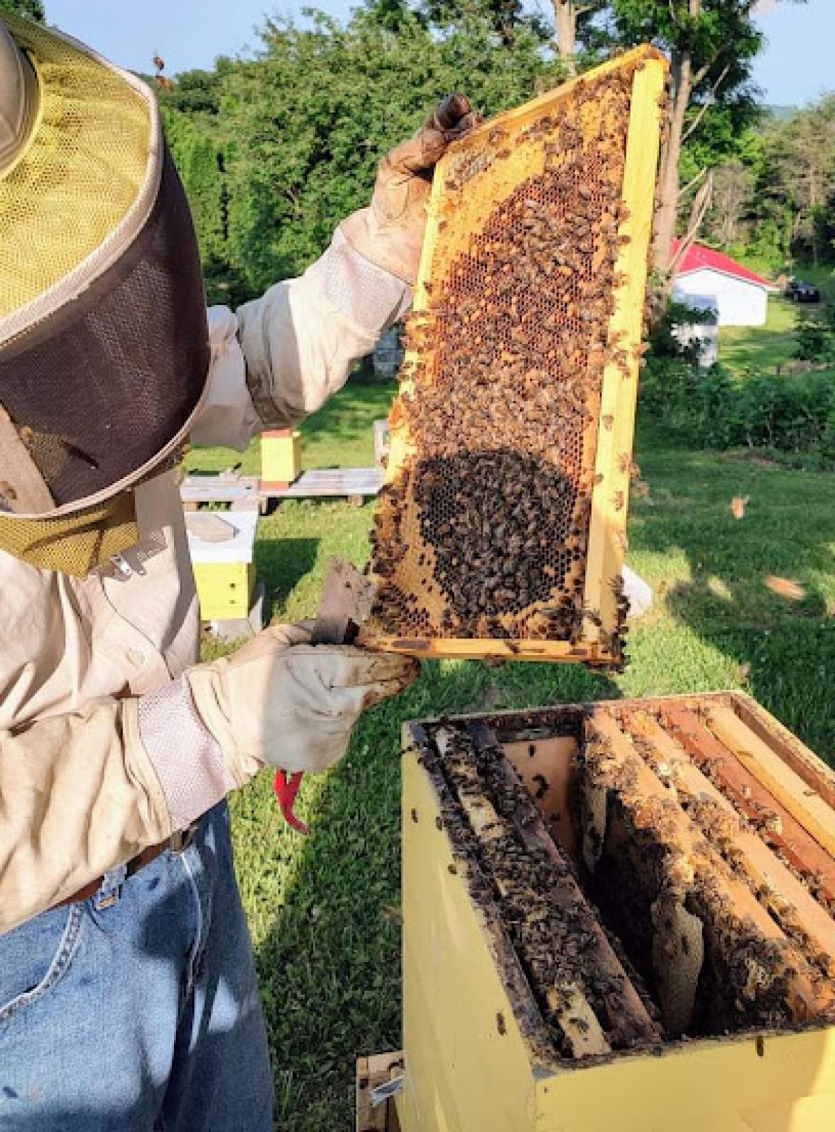 Berto & Ana’s Honey Farm