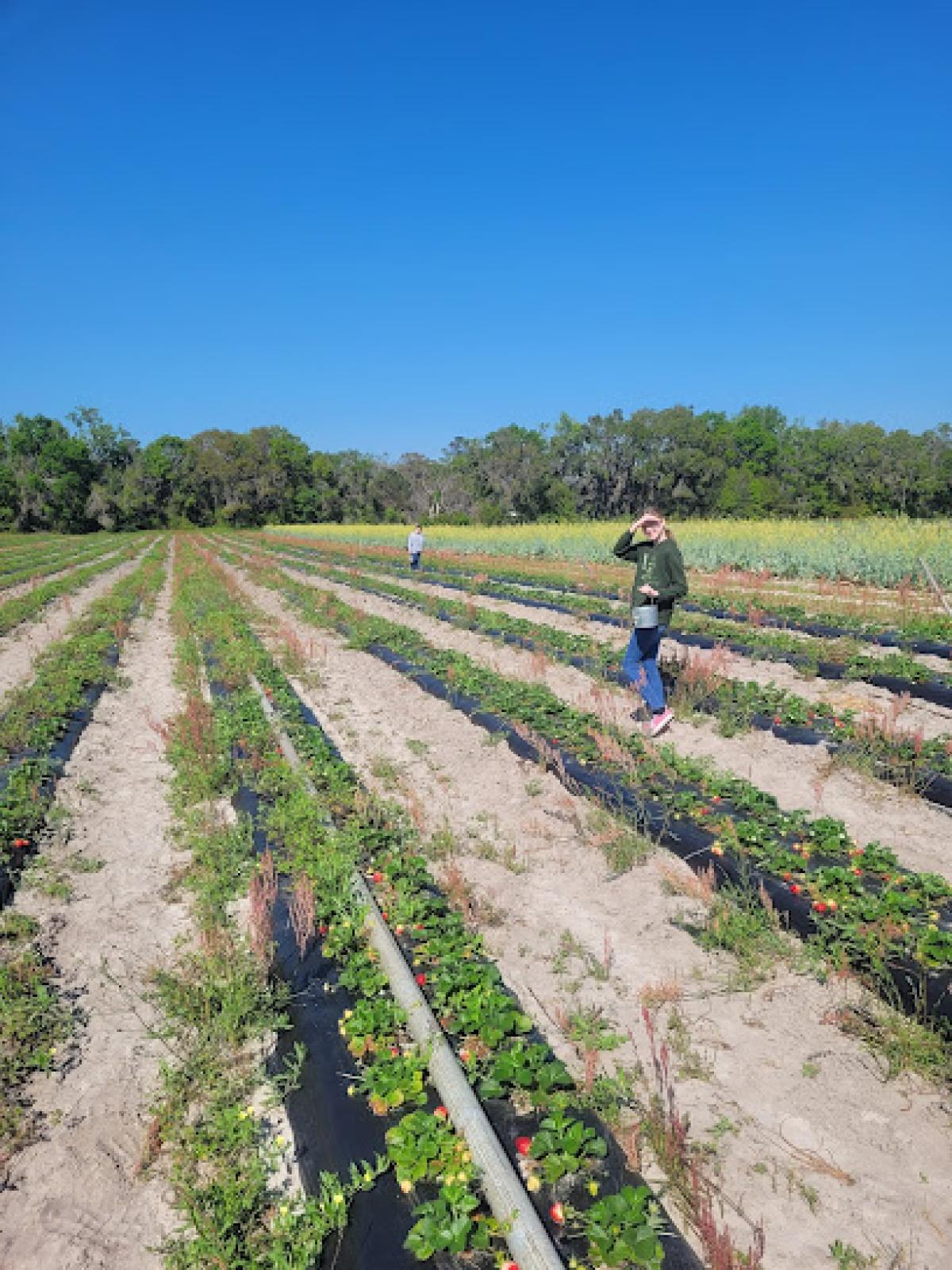 Hoover Family Farms U-PICK/WE-PICK and Fresh Delivery