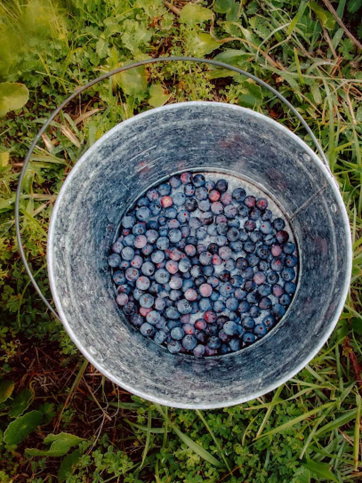 U-Pick Blueberries