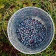 U-Pick Blueberries