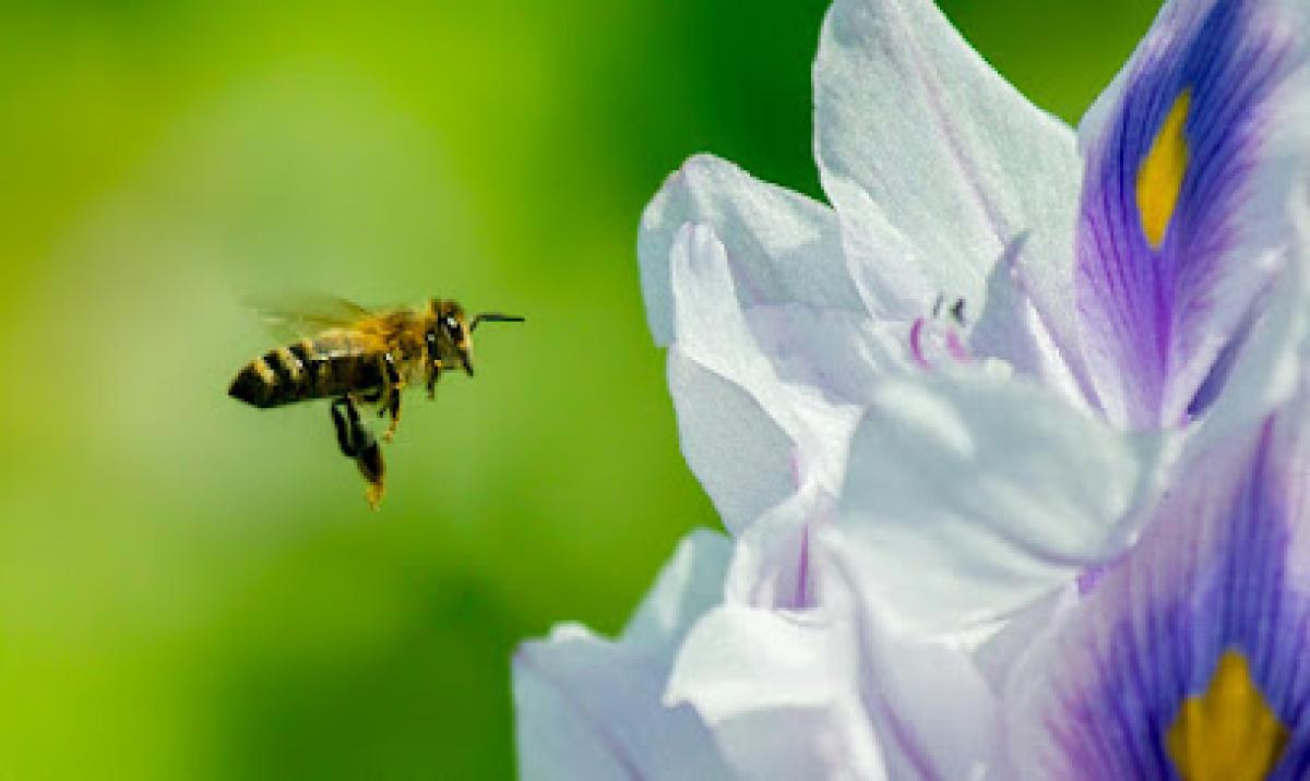 Pollination.US, Inc.