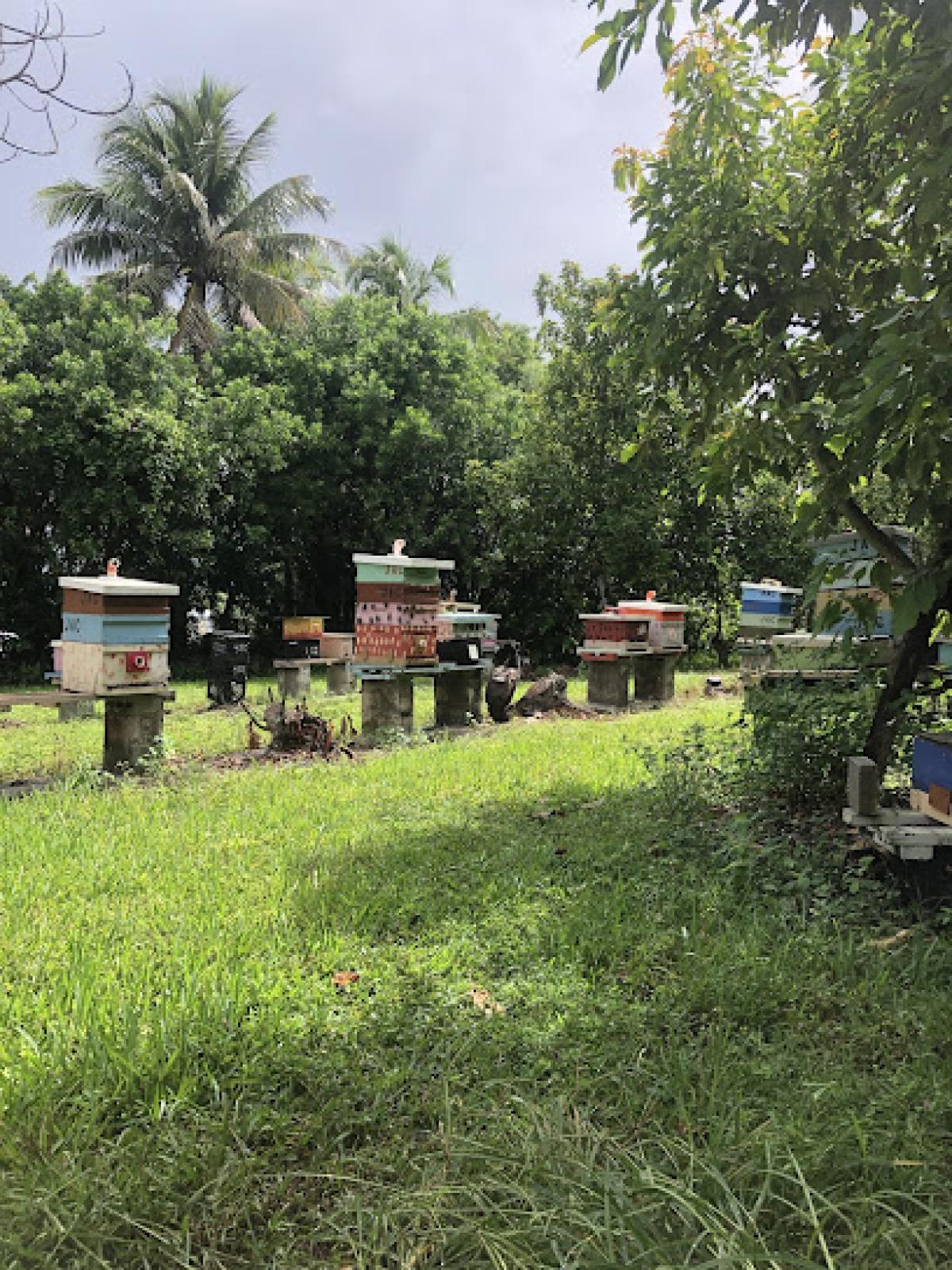 Julios’ Apiary