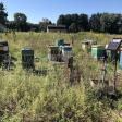 Hilltop Apiaries