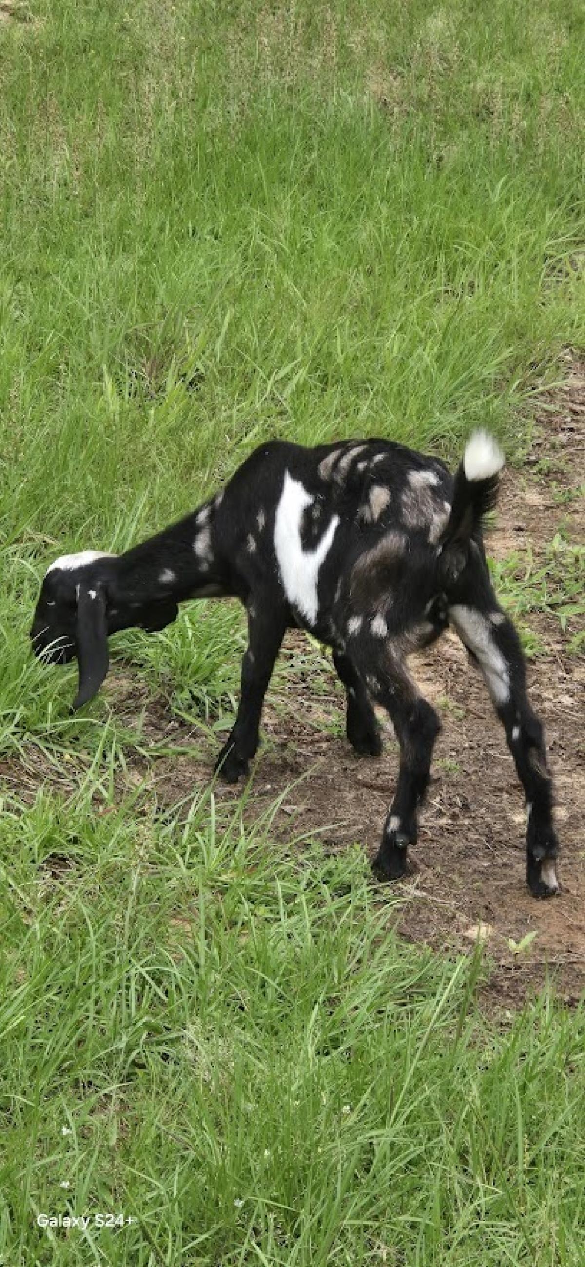 Melina Hills Farm LLC.