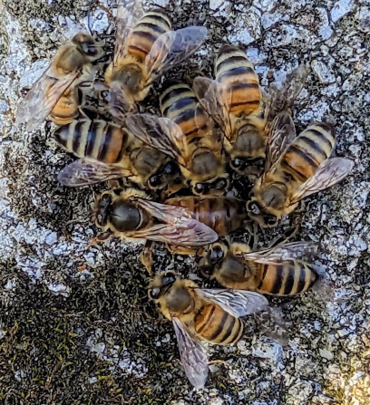 Brassy Bees