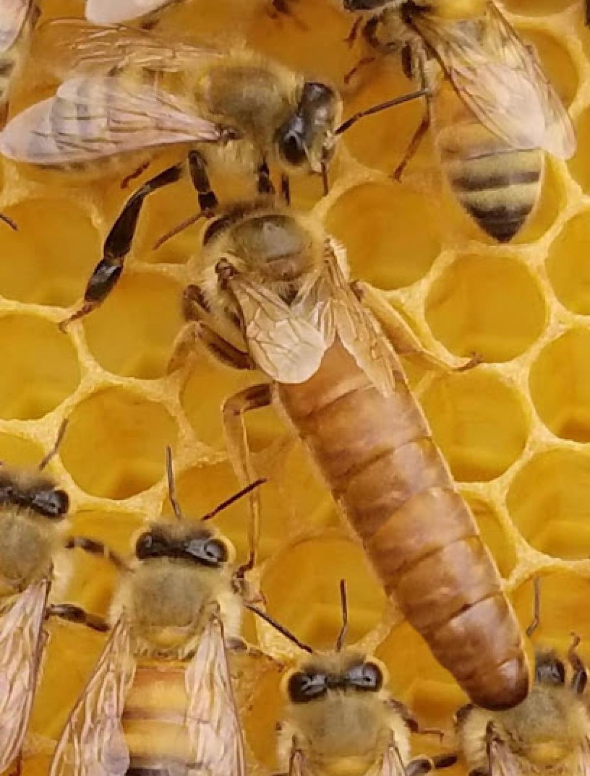 Pearl River Apiaries