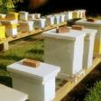 Bees and Queens Farm