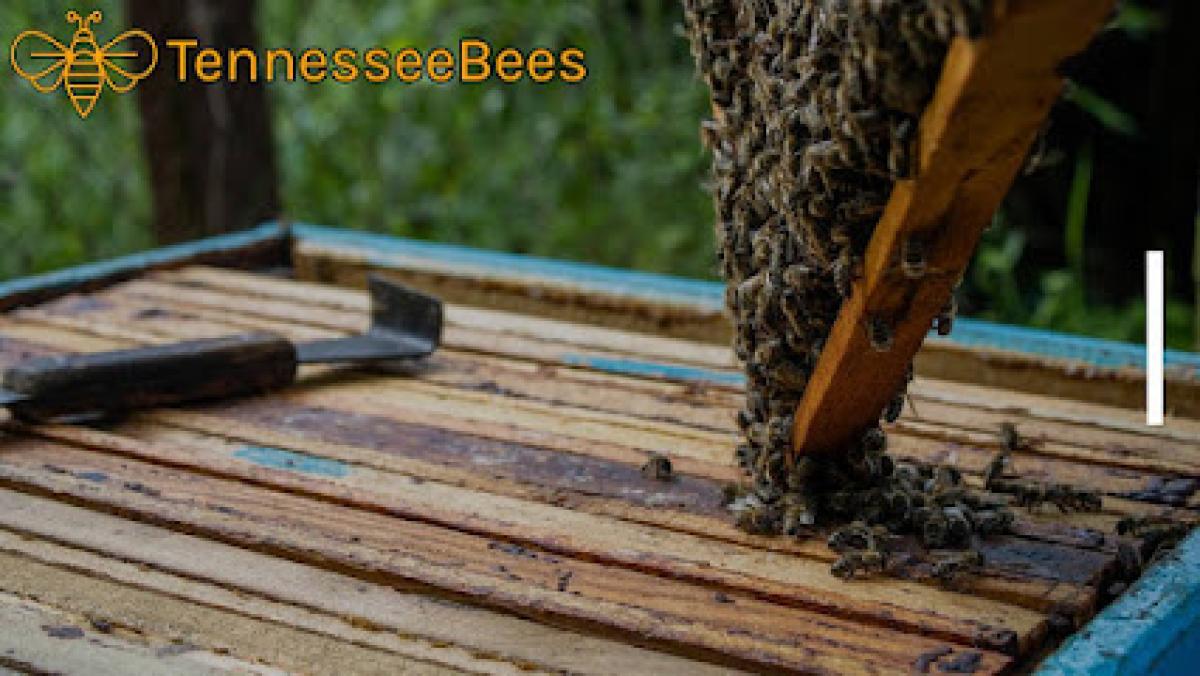 Tennessee Bees Inc.