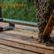 Tennessee Bees Inc.