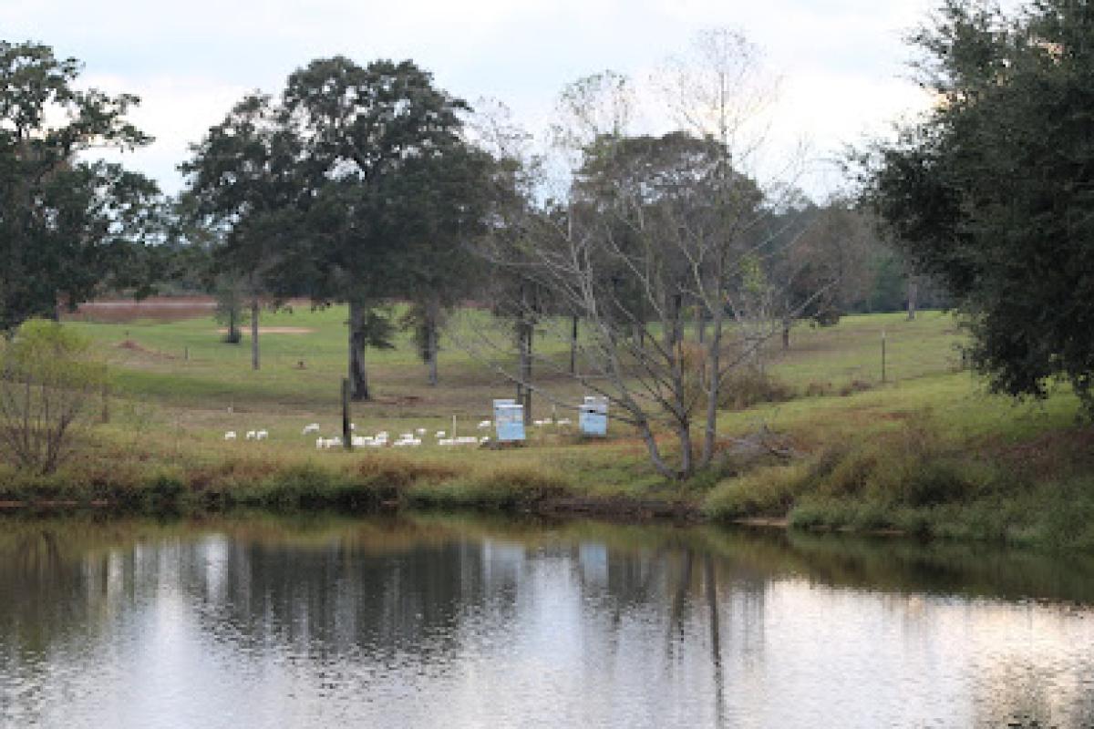 Smith Angus Farm LLC