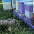 Highland Hills Apiary