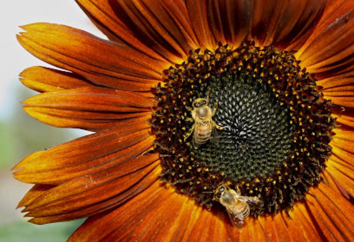 Marshall's Farm Honey