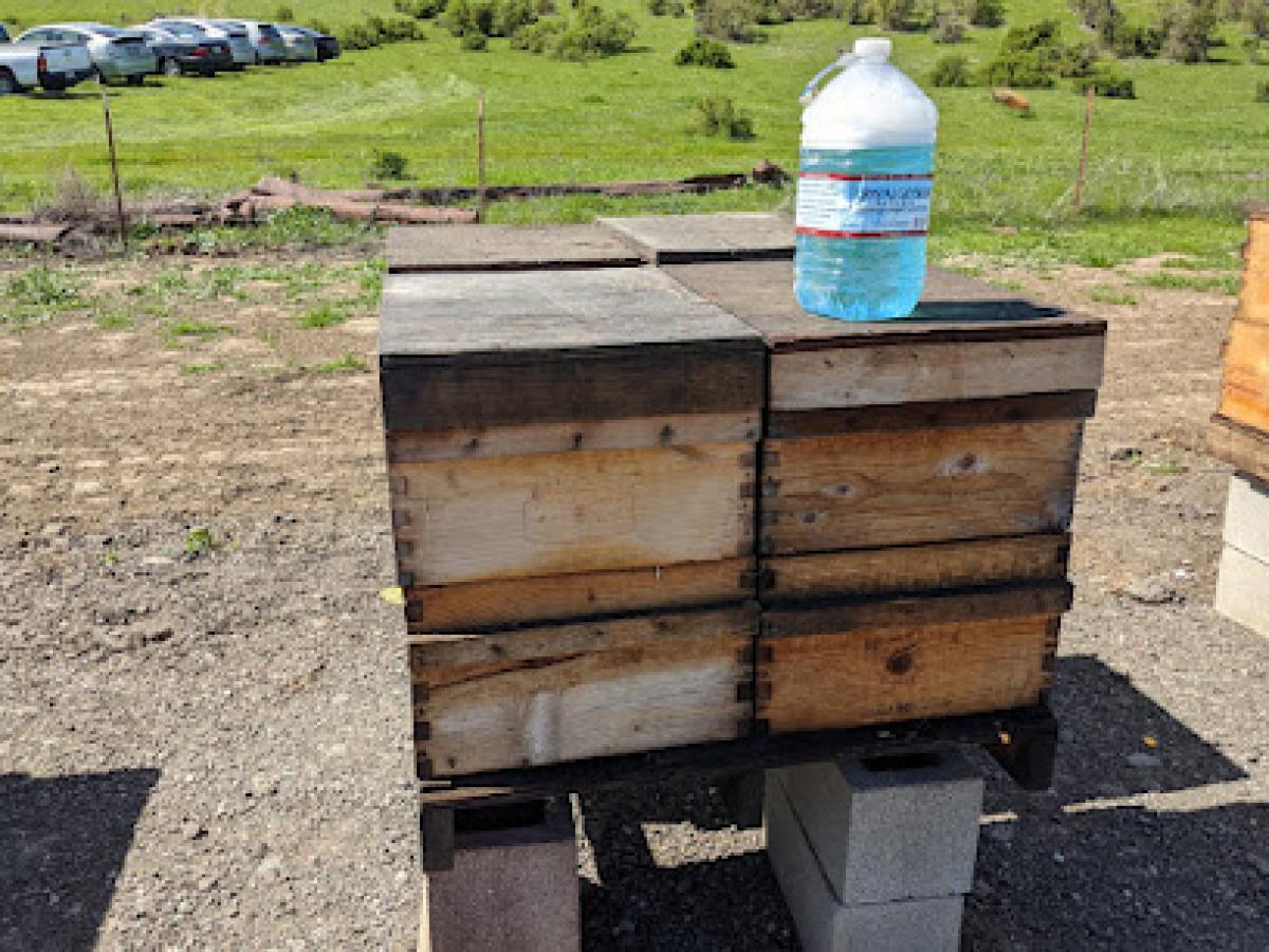 Pirate Creek Bees LLC