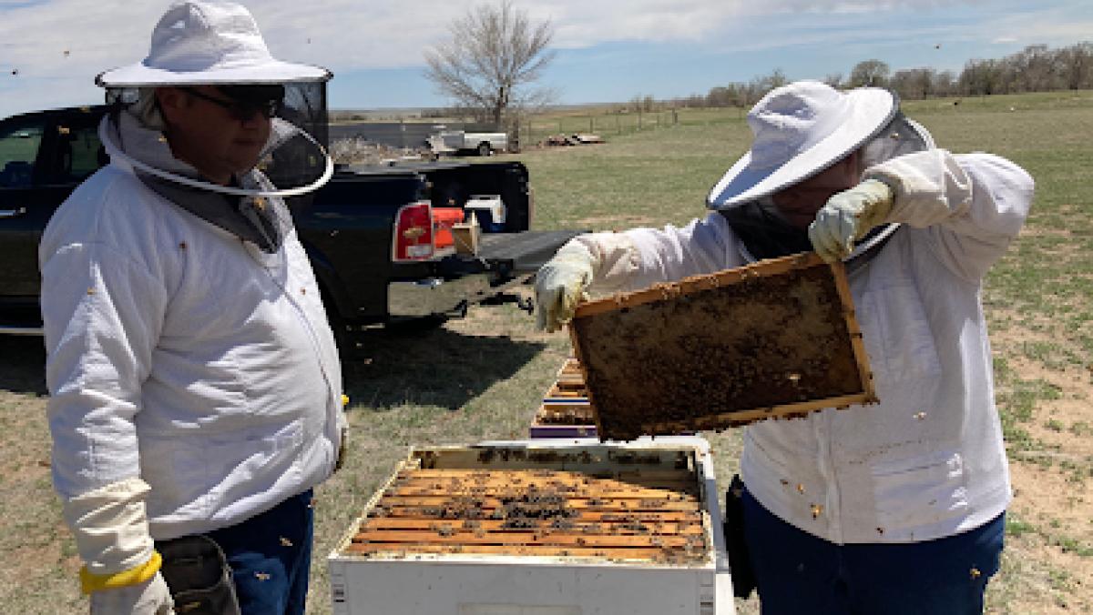 Hanson Honeybee Farm