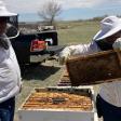 Hanson Honeybee Farm