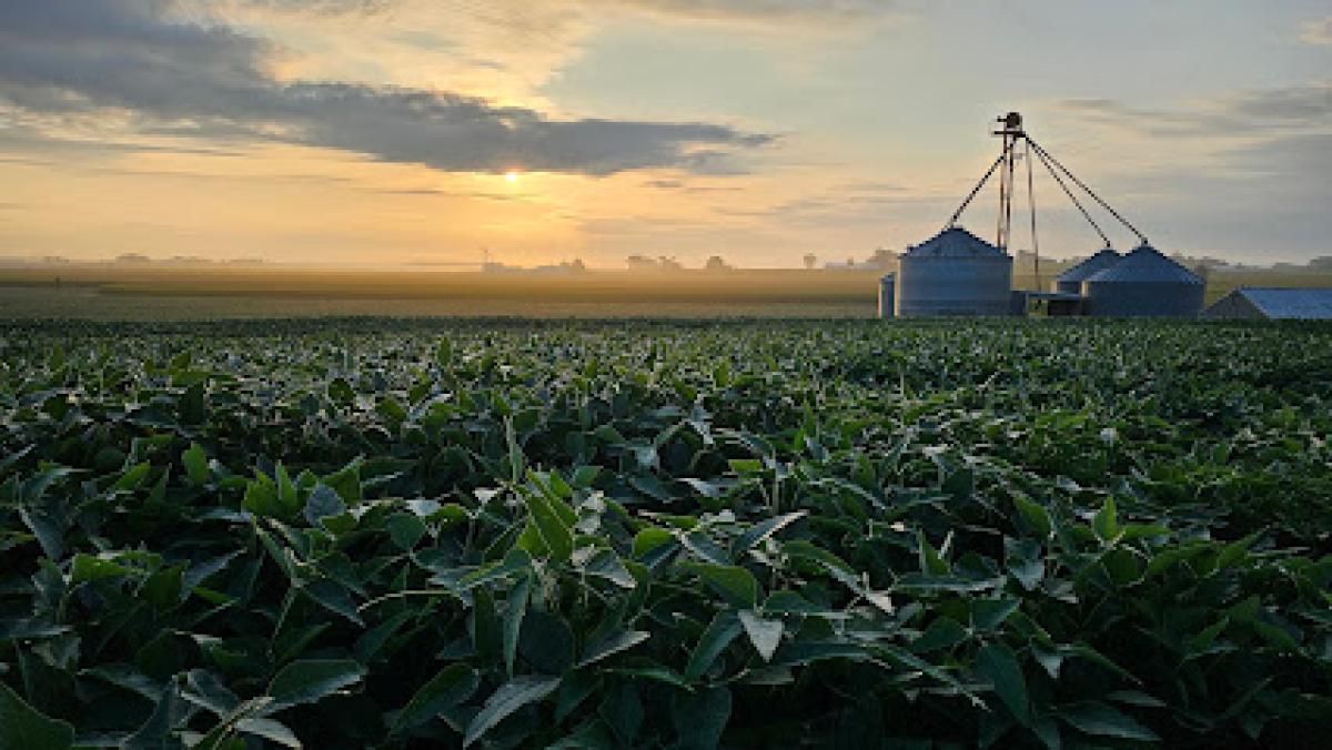 Bittner Apiaries, Inc. DBA as PJB Honey