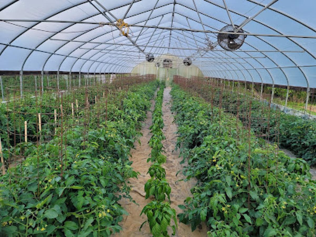 Baumgartner Farms - CDB'S Honey Farm