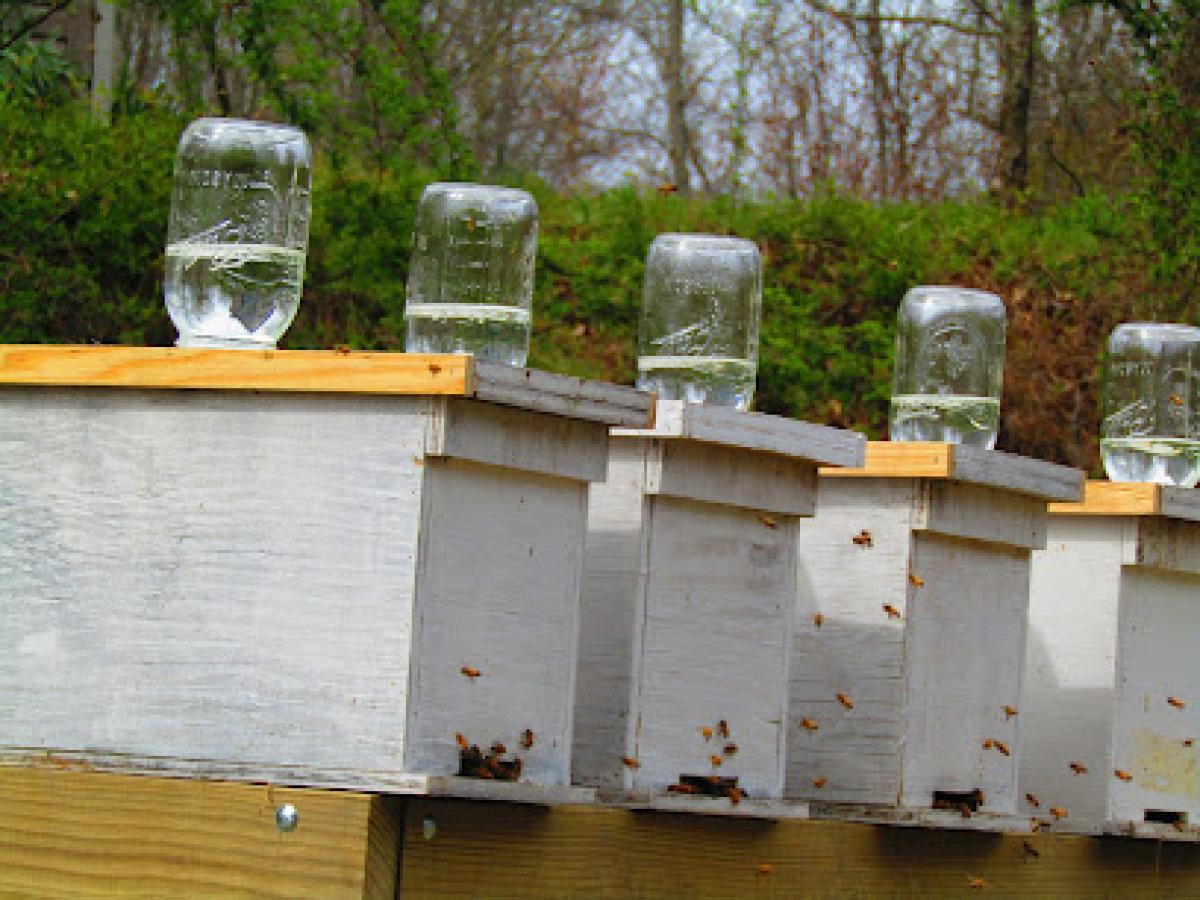 Growing Success Bee Company, LLC