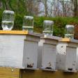 Growing Success Bee Company, LLC