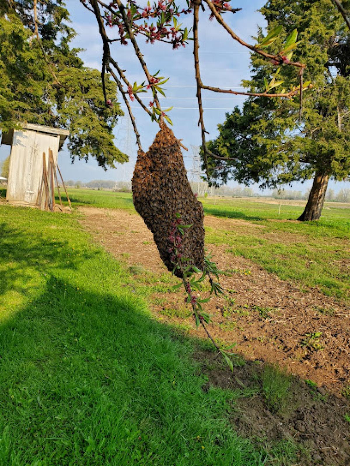 Ramar Lane Honey Bee Farm