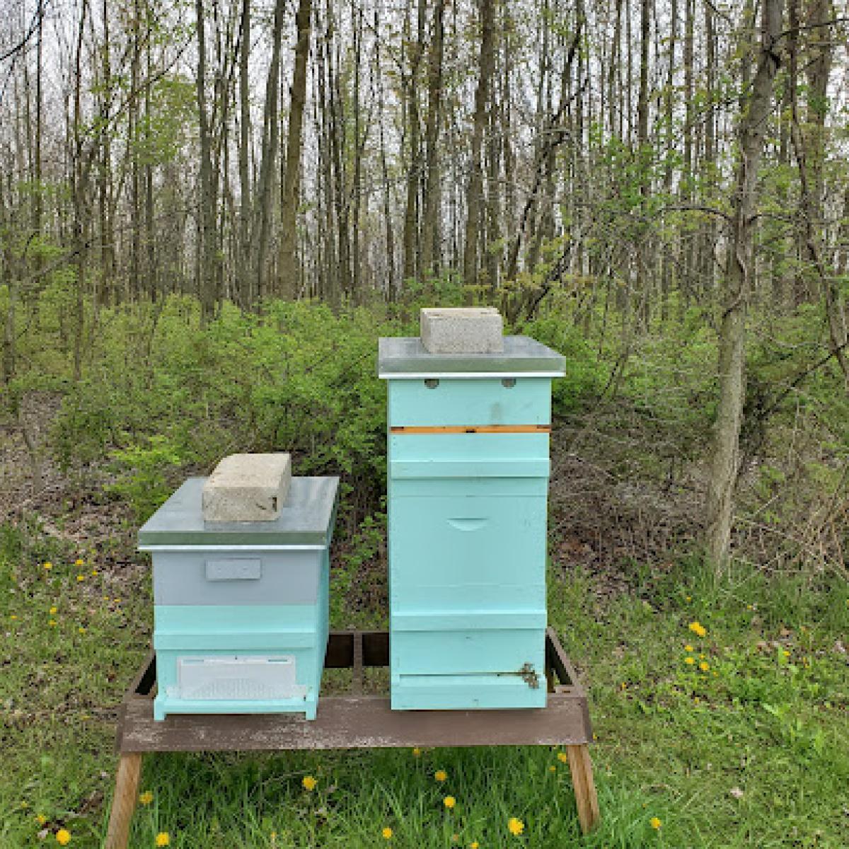 Black Dog Honey Farm