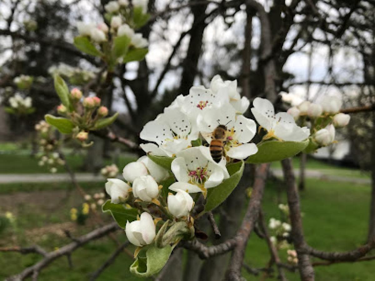 Faith Harvest Farms & Apiary