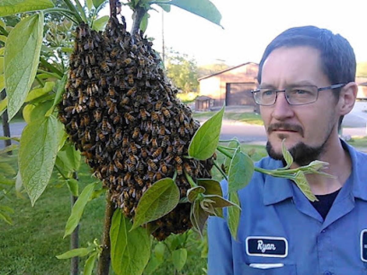 Mueller Honey Bee Rescue