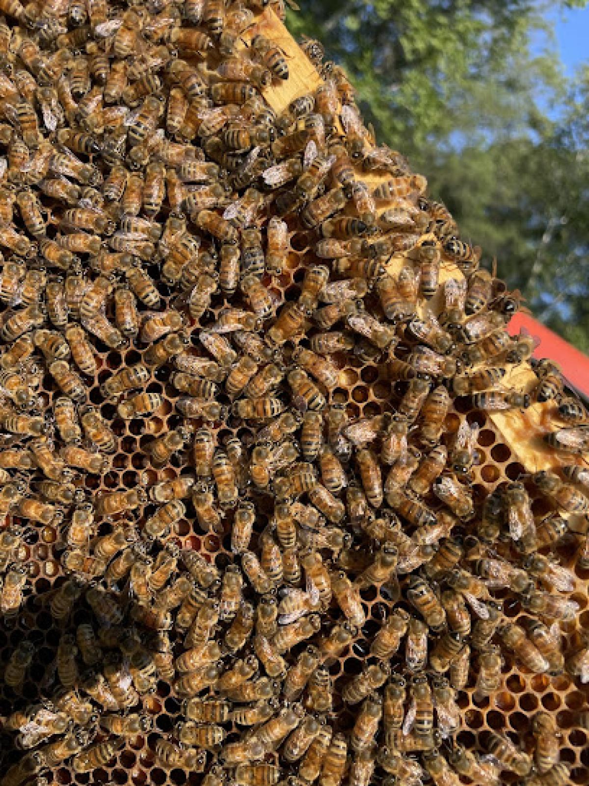 Hendrix Honey Farms and Microgreens