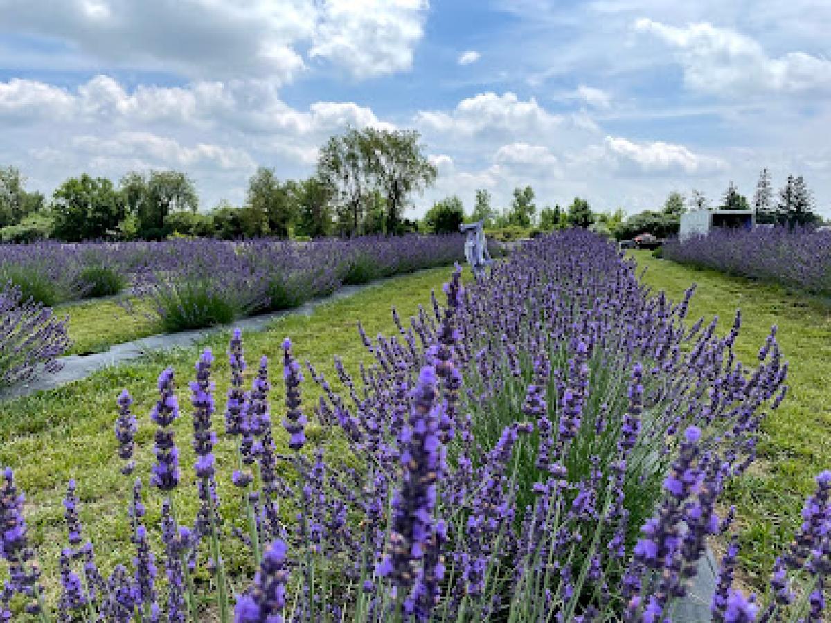 Romeo Lavender Farm
