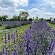 Romeo Lavender Farm