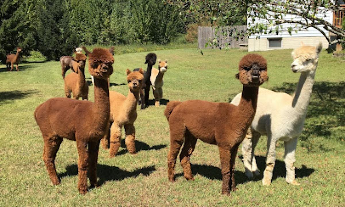 Outback Alpacas