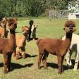 Outback Alpacas