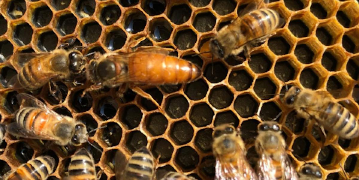 River Valley Honey Company