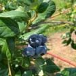 Rhynard Blueberry Farm