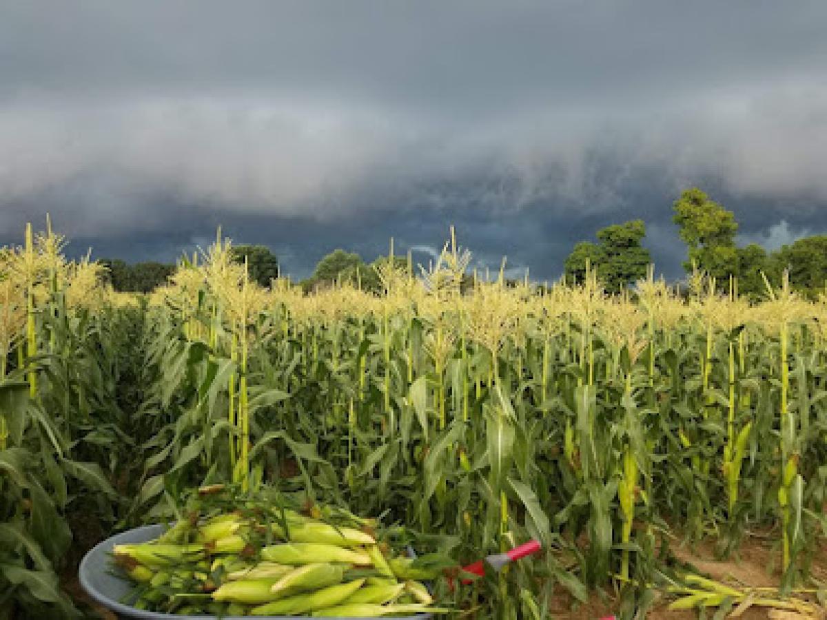 Jolo Farms and Services