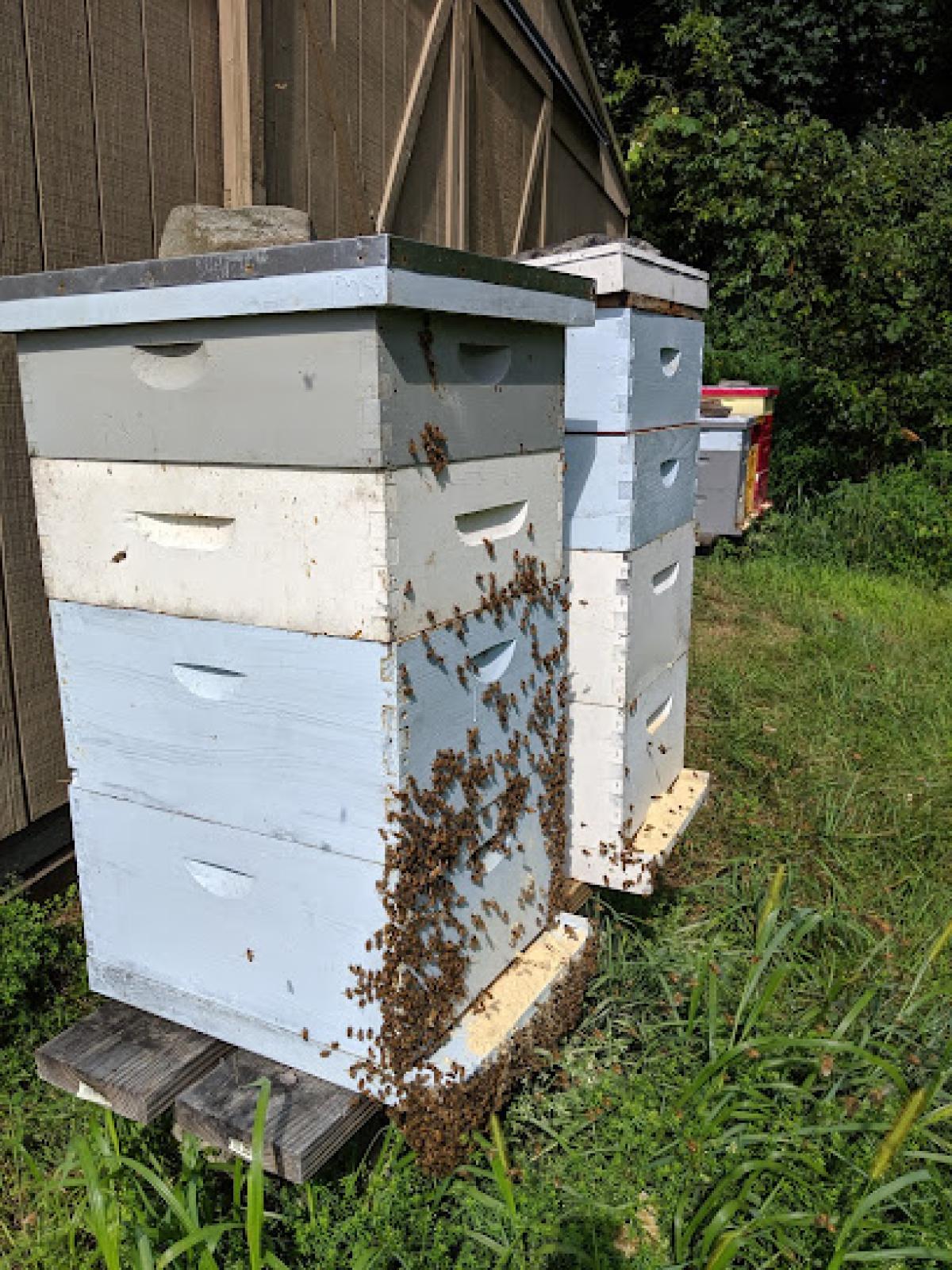Buddha's Bees Apiary