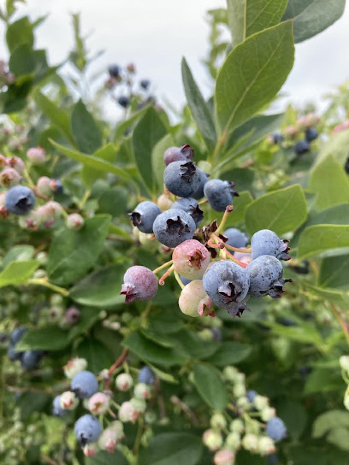 Dee's Lakeshore Farm
