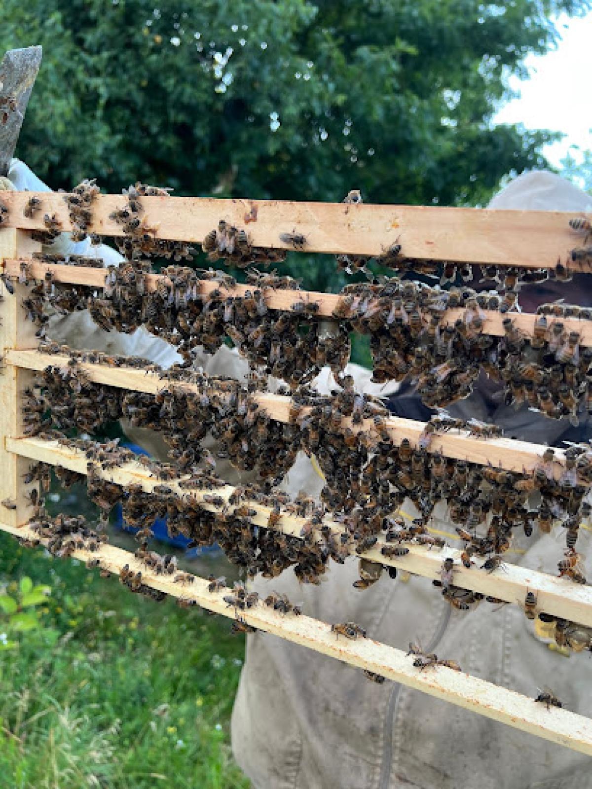 Honeybee Hill Natural Sweeteners