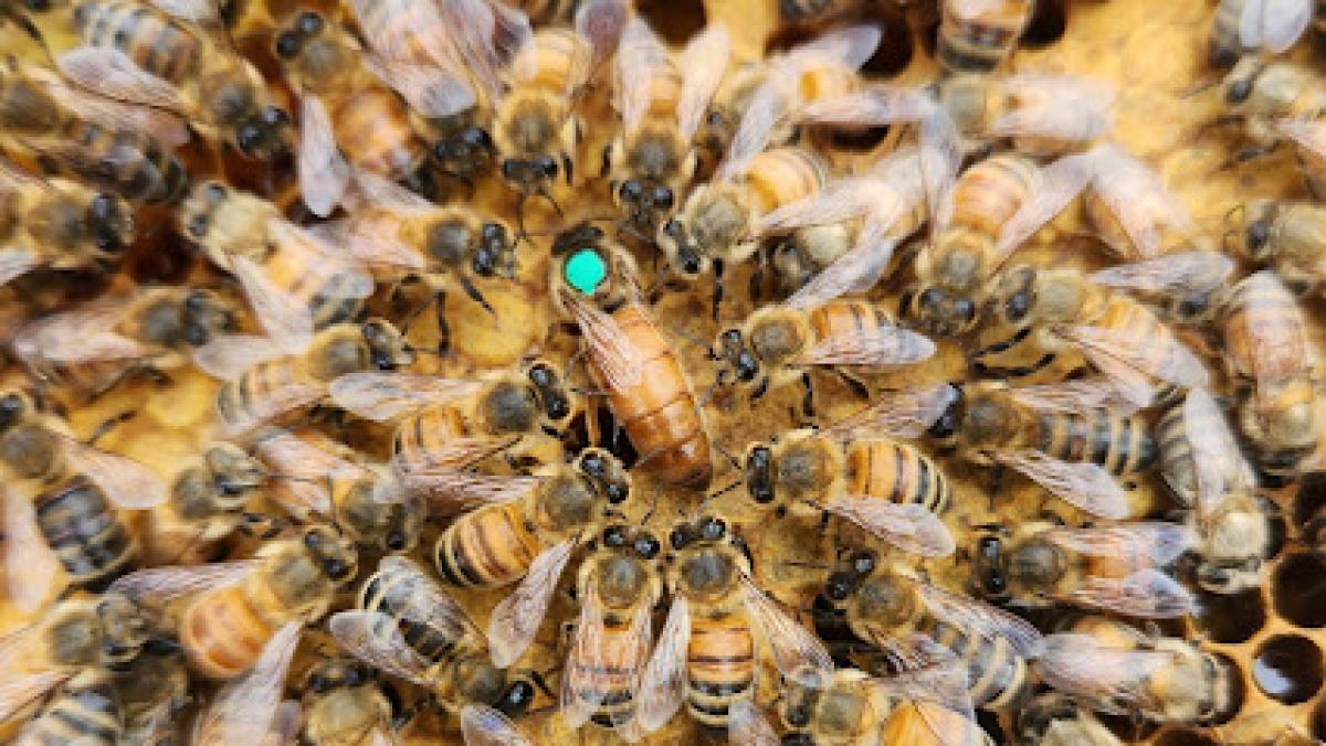 Kimrey's CrickBottom Bees