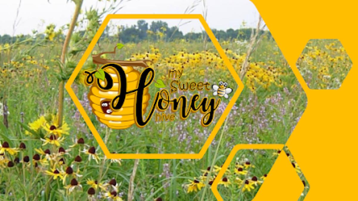 My Sweet Honey Hive