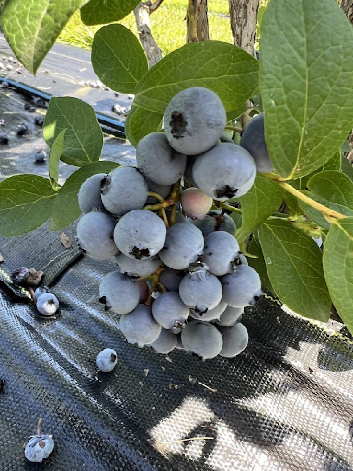 Blueberry Bottom Farm