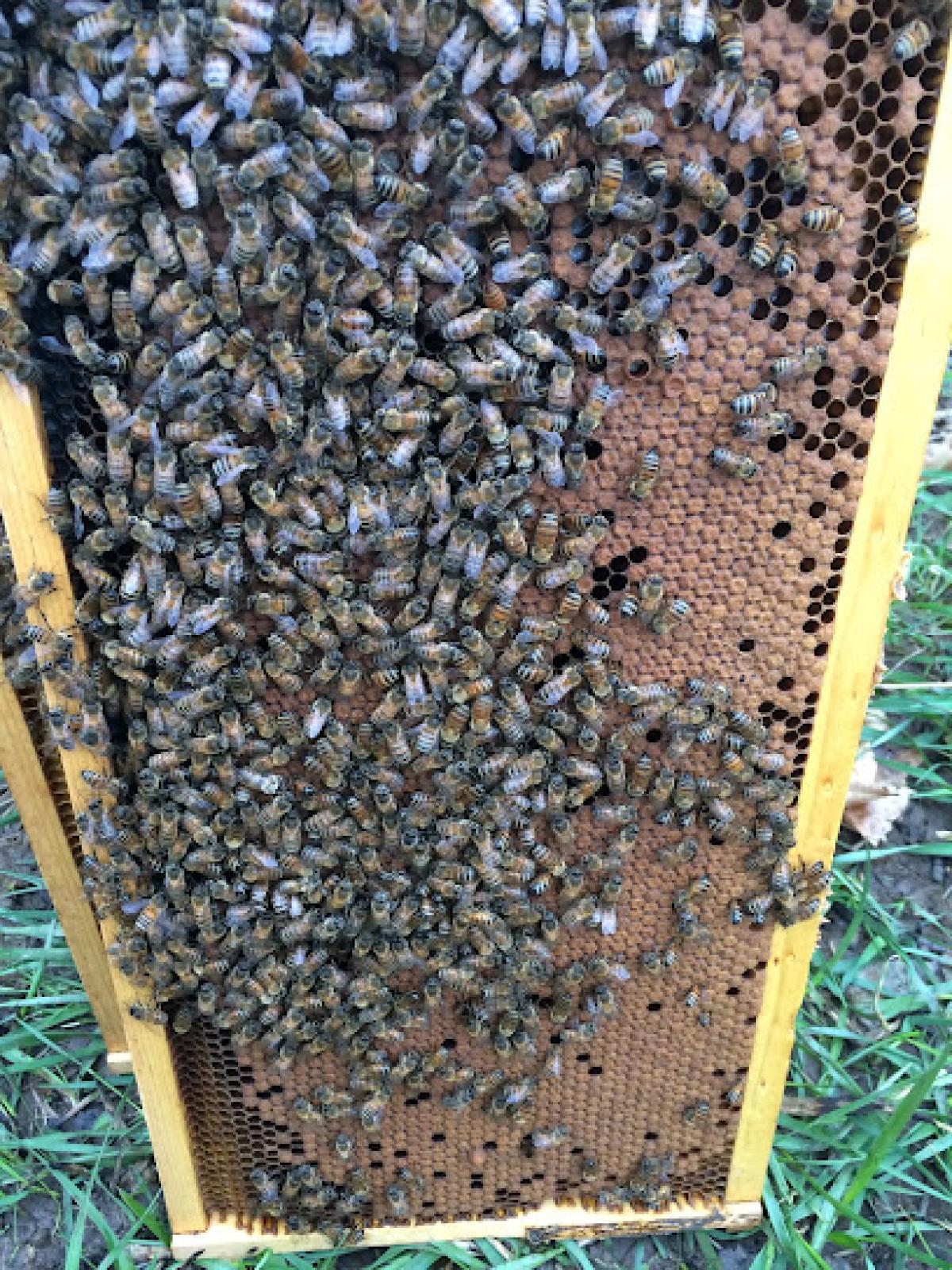 Ruebush Apiary
