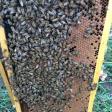 Ruebush Apiary
