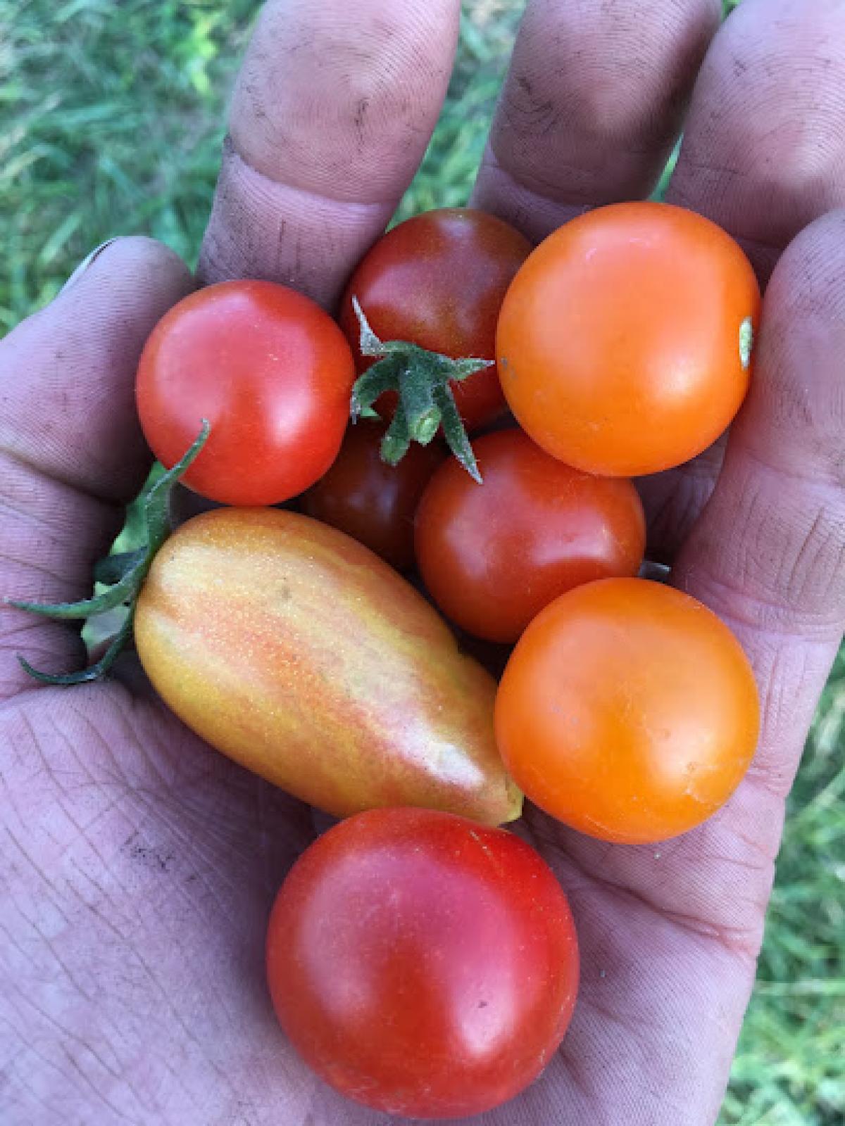 The Farmstand at Tempel Farms Organics