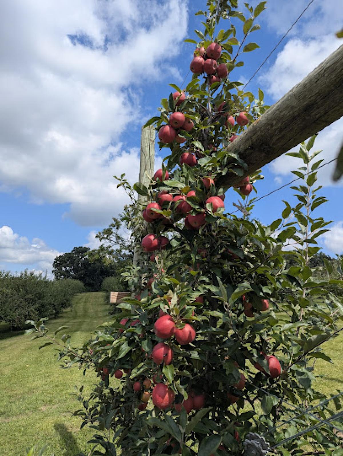 Appleberry Farm