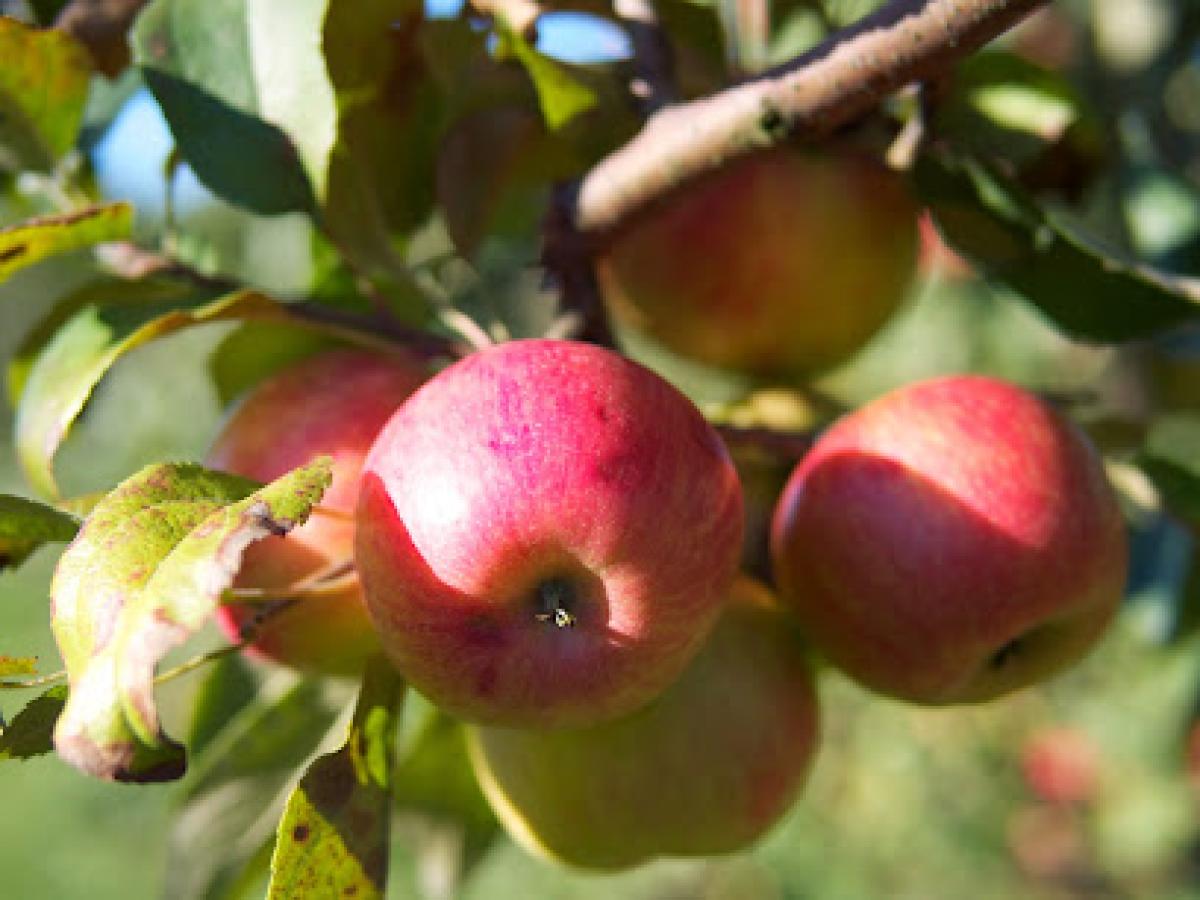 Door Creek Orchard