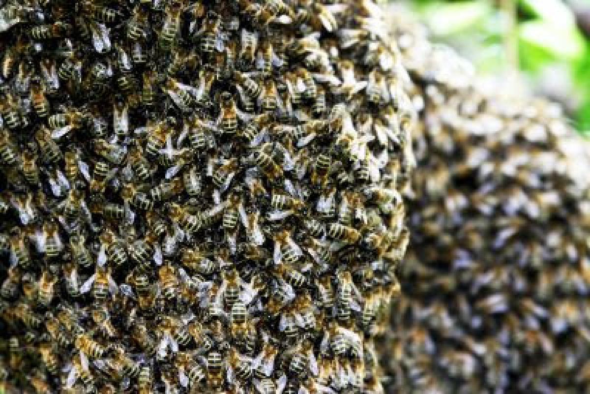 Big Dipper Bee Company