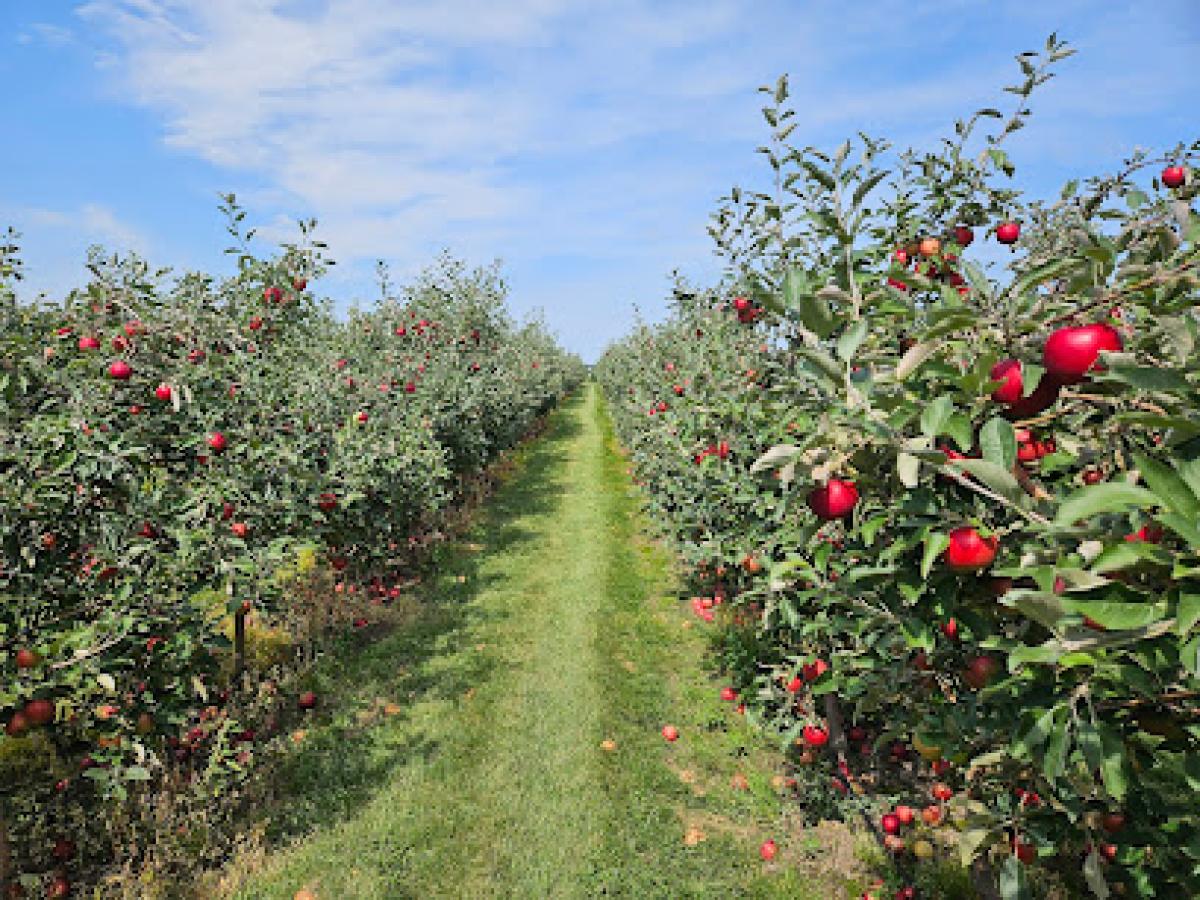 Moulton's Orchard